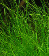 Eleocharis_Acicularis_tbnl.jpg