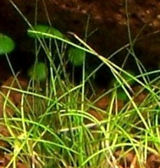 Eleocharis_Minima_tbnl.jpg