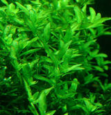 Hemianthus_Micranthemoides_tbnl.jpg