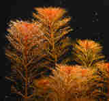 Myriophyllum_tuberculatum_tbnl.jpg