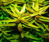 Rotala_Rotundifolia_tbnl.jpg