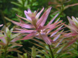 Rotala_SP_Pink_tbnl.jpg