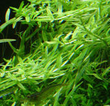 Rotala_Sp_Green_tbnl.jpg