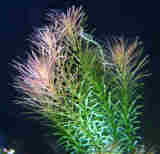 Rotala_Wallichii%20_tbnl.jpg