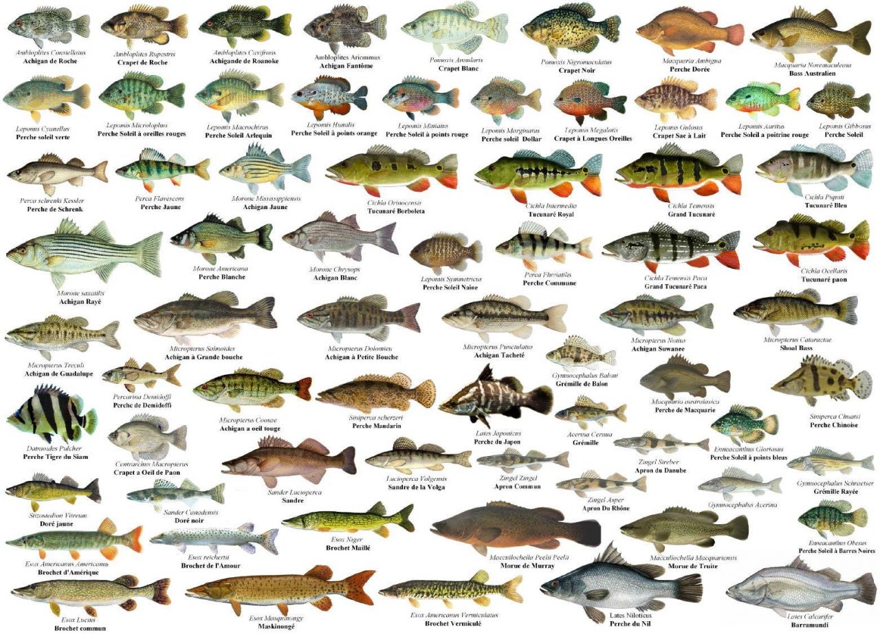 Болезни речных рыб с фото и названиями