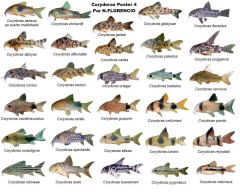 Poster de Peixes