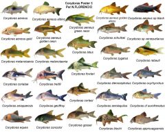 Poster de Peixes