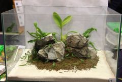 Concurso mini-aquarios plantados - GAD