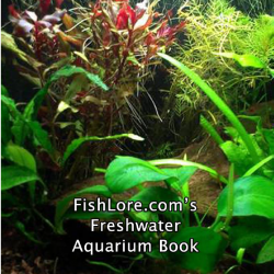 More information about "FishLore.com's Freshwater Aquarium e-Book"