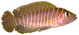 Neolamprolugos similis.png