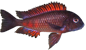 Tropheus red moliro.png