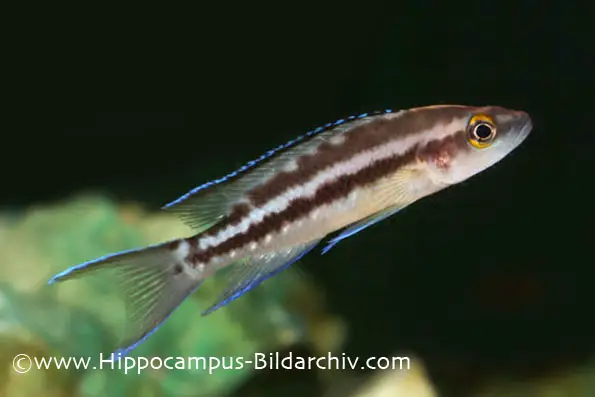 Neolamprologus-buescheri-ft-A48200.webp