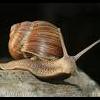 snail